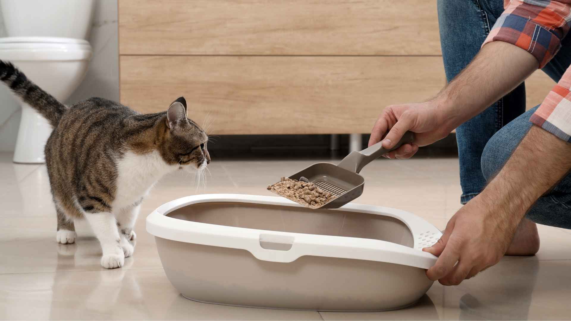 Gato mientras limpian el arenero